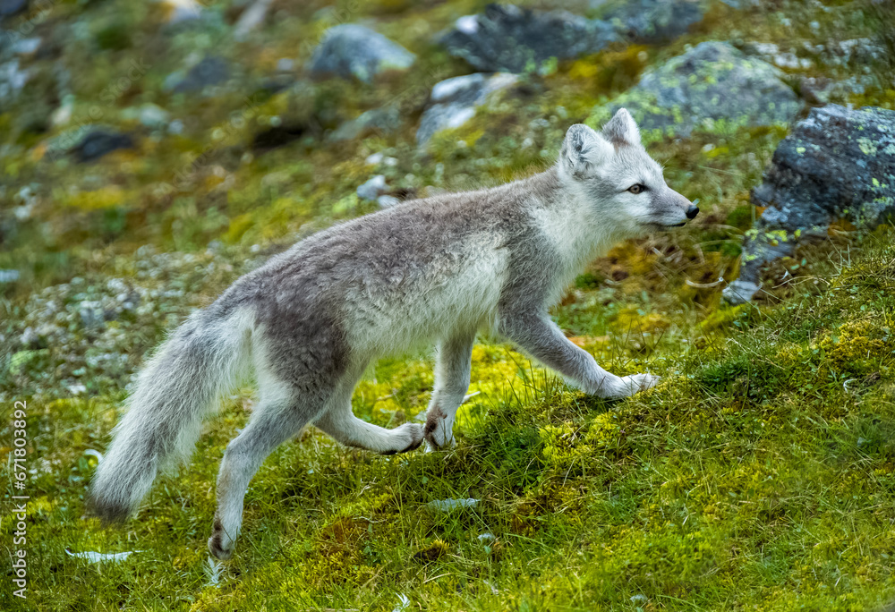 Arctic Fox - Svalbard