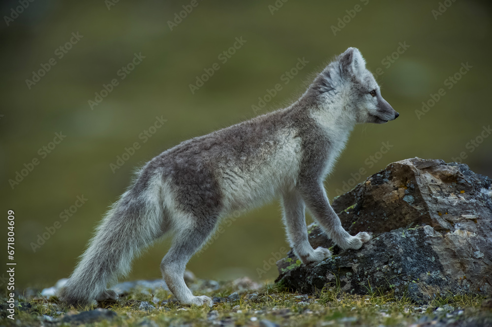 Naklejka premium Arctic Fox - Svalbard