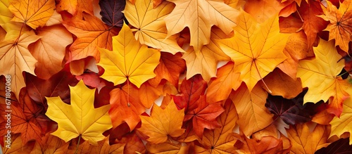 Bright autumn leaves make up the backdrop