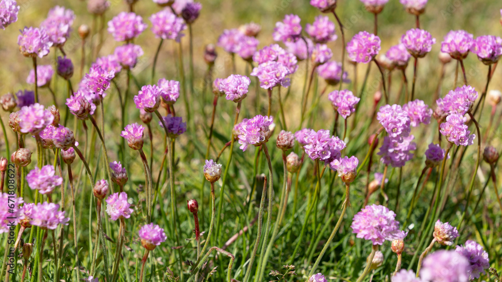 Rosa Grasnelken auf einer Wiese - Nahaufnahme Rosa Grasnelken auf einer Wiese - Nahaufnahme