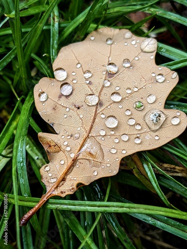 autumn leaf with raindrops on green grass