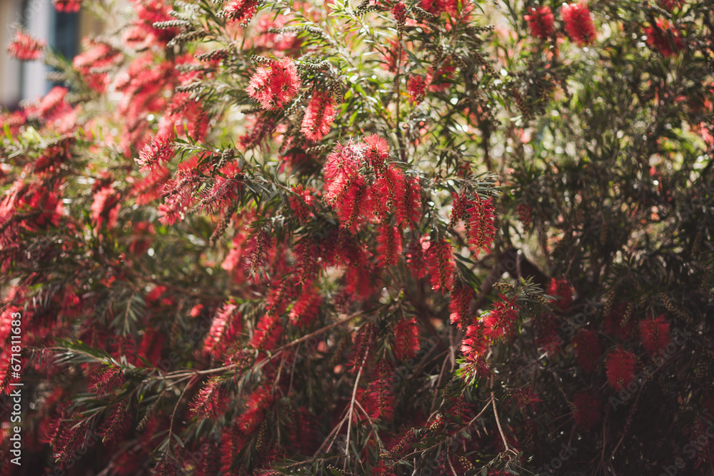 The beautiful tropical tree with red flower, flower on the italian street. blooming red flowers in sunny summer day, Italy. Lemon bottlebrush, flower Callistemon used in ornamental gardens. The beautiful tropical tree with red flower, flower on the italian street. blooming red flowers in sunny summer day, Italy. Lemon bottlebrush, flower Callistemon used in ornamental gardens.