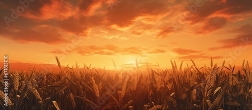 Sunset over a field filled with corn