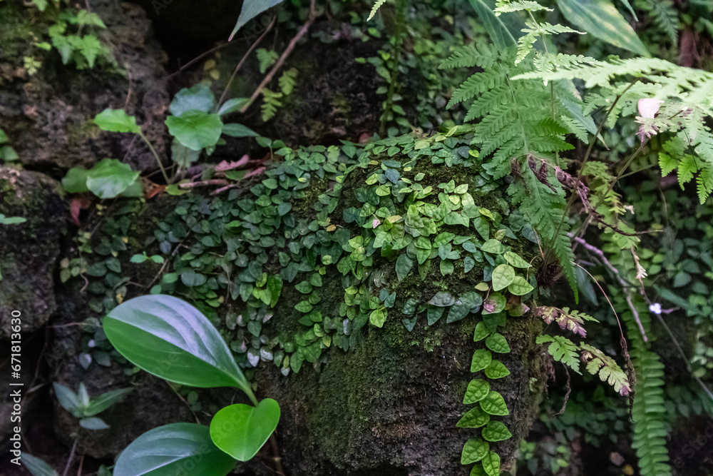 Creeping fig ivy and ferns growing on stacked rock wall with moss. Textured background or wallpaper Creeping fig ivy and ferns growing on stacked rock wall with moss. Textured background or wallpaper