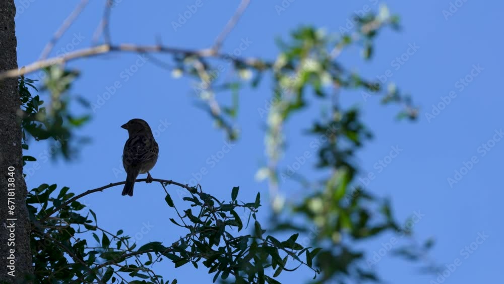 small bird in a tree. the sparrow in the tree. 4k video. small bird in a tree. the sparrow in the tree. 4k video.