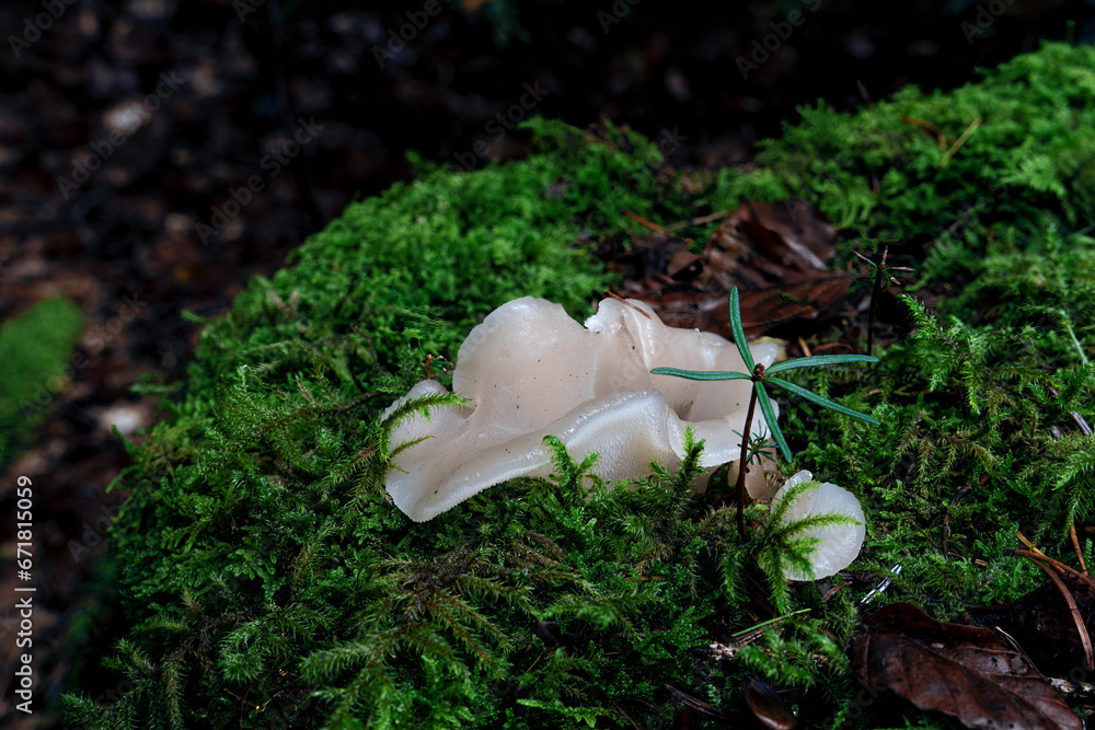 beautiful closeup of forest mushrooms, autumn season. little fresh mushrooms, growing in Autumn Forest. Leafs in forest. Mushroom picking concept. beautiful closeup of forest mushrooms, autumn season. little fresh mushrooms, growing in Autumn Forest. Leafs in forest. Mushroom picking concept.