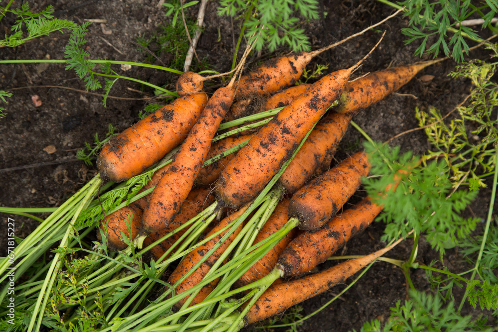 Carrot fresh harvest, vegetables in garden, harvesting. Bunch of organic dirty orange carrots with green tops on soil ground in garden close up Carrot fresh harvest, vegetables in garden, harvesting. Bunch of organic dirty orange carrots with green tops on soil ground in garden close up