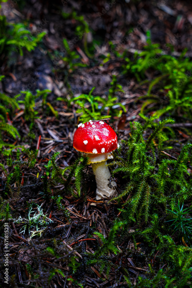 beautiful closeup of forest mushrooms, autumn season. little fresh mushrooms, growing in Autumn Forest. Leafs in forest. Mushroom picking concept. beautiful closeup of forest mushrooms, autumn season. little fresh mushrooms, growing in Autumn Forest. Leafs in forest. Mushroom picking concept.