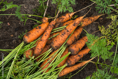Carrot fresh harvest, vegetables in garden, harvesting. Bunch of organic dirty orange carrots with green tops on soil ground in garden close up