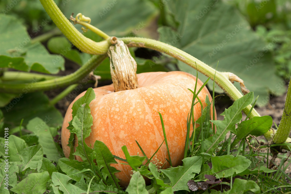 Obraz premium Orange pumpkin, plant with green leaves grow outdoors on garden bed in garden close up. Organic gardening, growing vegetables