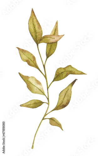 Branch with withering leaves. Watercolor botanical illustration. Isolated element for design of packaging, logo, cards, wedding printing, invitations, advertising, etc.  © Alyona Pugachova