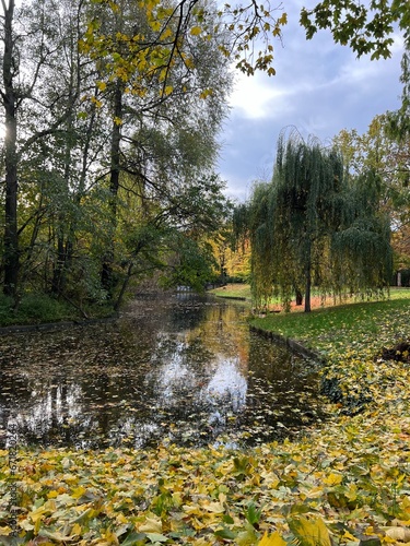 plants with yellow foliage on an autumn day in the park