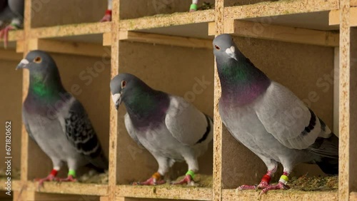 doves. homing pigeons in the cage during the break period of a pigeon competition. 4k video.