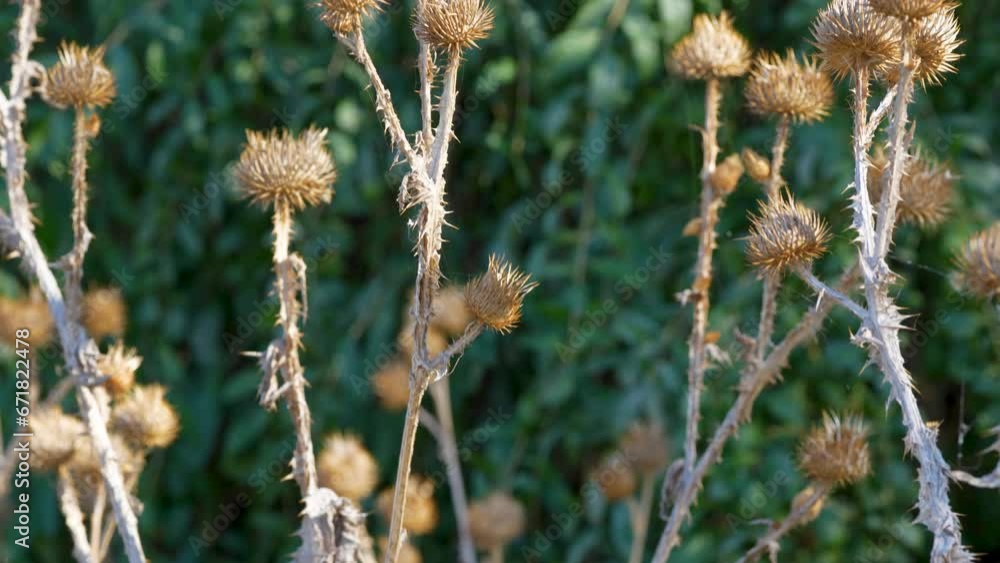 dry vegetation of scayeti. 4k video. dry vegetation of scayeti. 4k video.