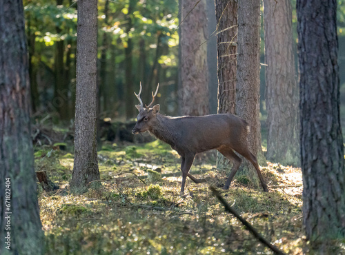 sika deer in heat in the wild