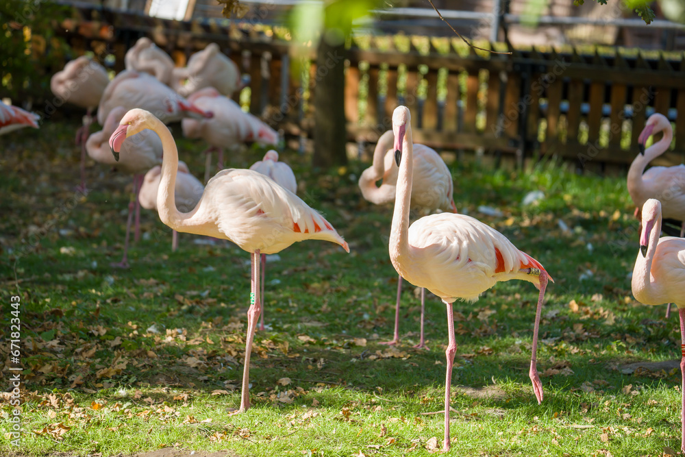Beautiful animals in the hodonín zoo in the Czech Republic Beautiful animals in the hodonín zoo in the Czech Republic
