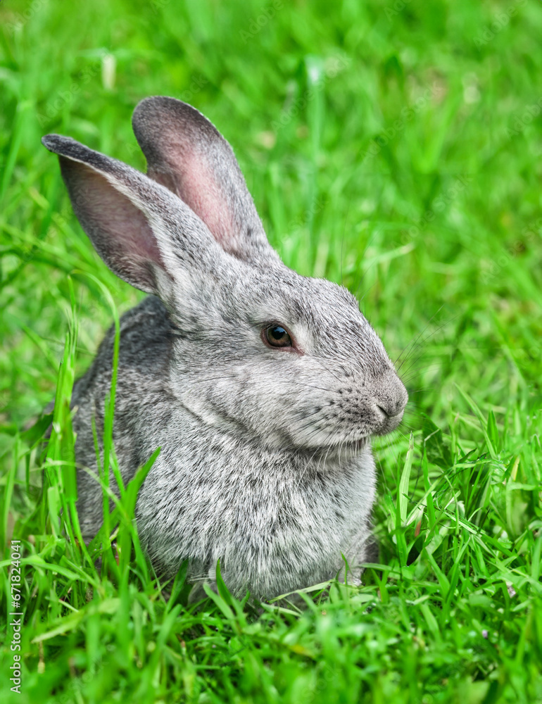 Rabbit sitting in grass, smiling at camera