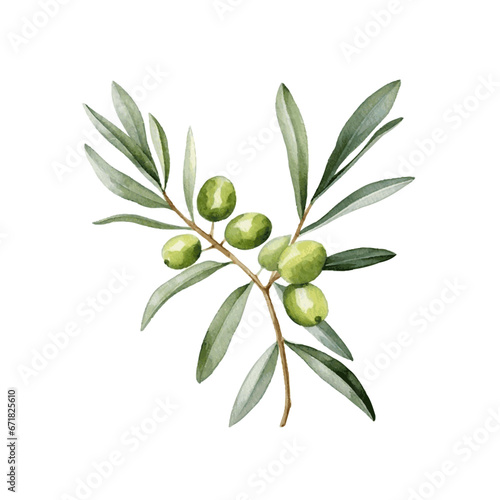 Green olive tree branch with leaves watercolor paint on white background