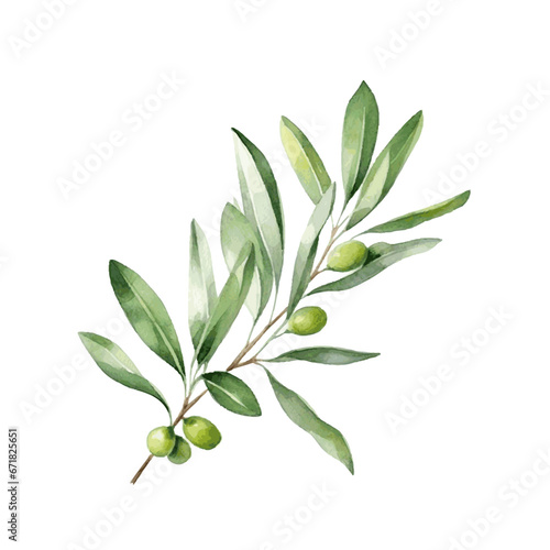 Green olive tree branch with leaves watercolor paint on white background