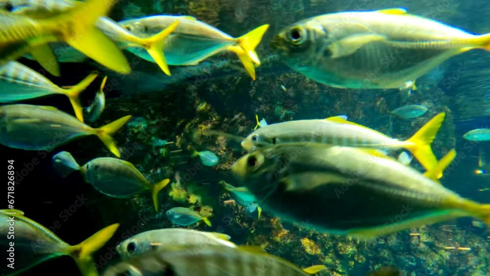A herd of yellowtail fusilier or caesio cuning fishes swimming in the ocean A herd of yellowtail fusilier or caesio cuning fishes swimming in the ocean