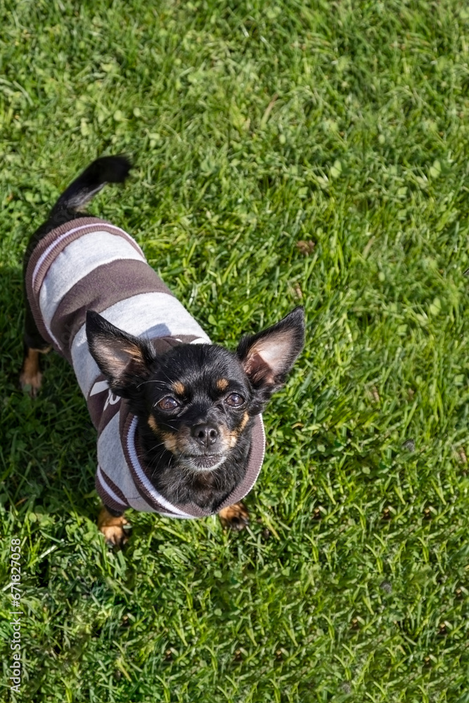 A Chihuahua dog in warm clothes looks up at the camera, on the green grass.