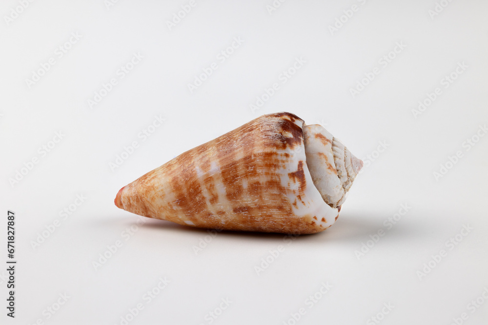 奄美大島のトビンニャという巻き貝、白背景