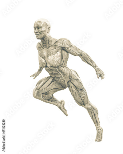 female swole muscle maps on running pose