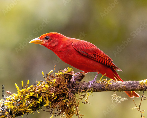Summer Tanager Standing on Branch