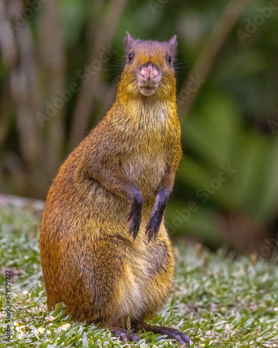 Costa Rica Agouti Posing for Photo