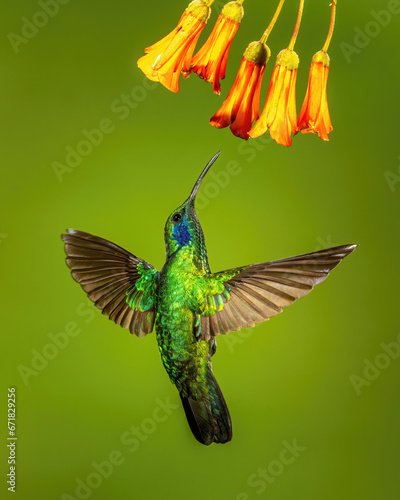 Green hummingbird in Costa Rica