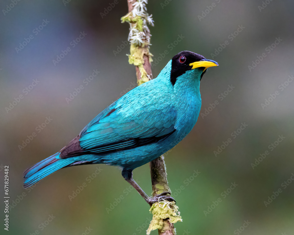 Green Honeycreeper Posing on Branch Green Honeycreeper Posing on Branch