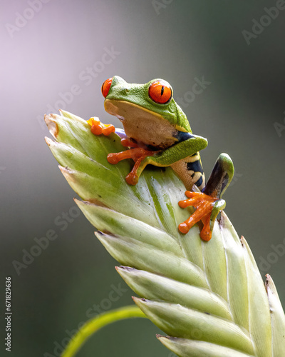 Green Red Eyed Frog in Costa Rica