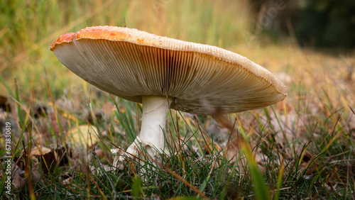 mushroom in the grass