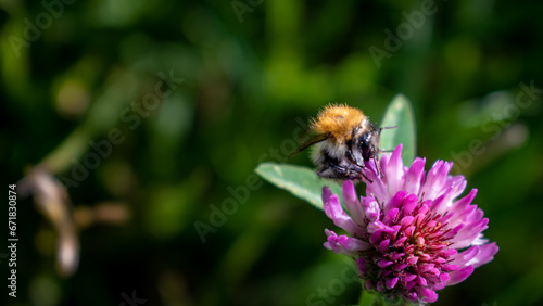 bee on a flower © Олег Широков