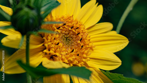 bee on yellow flower