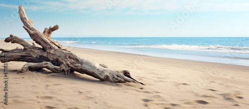 Fototapeta Naklejka Na Ścianę i Meble -  A wooden log on the shore amidst the sandy beach