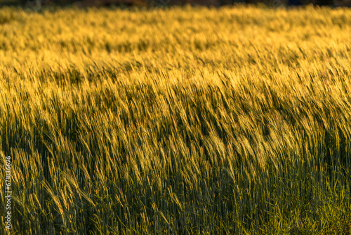 Wheat field at sunset. Wheat ears