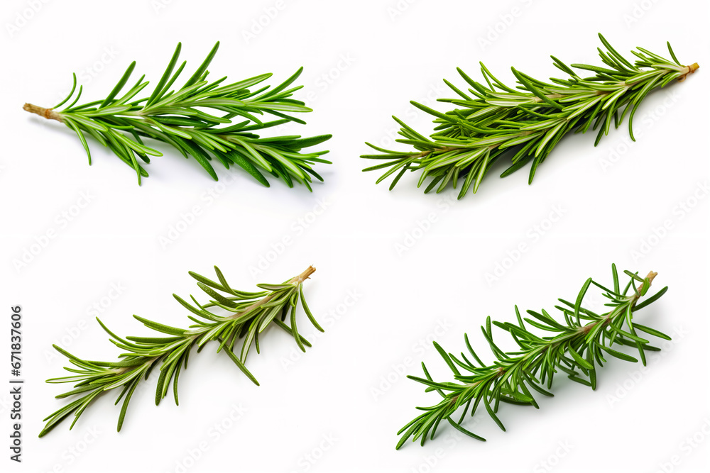 Fresh green sprig of rosemary isolated on a white background. Green natural spices. Fresh green sprig of rosemary isolated on a white background. Green natural spices.