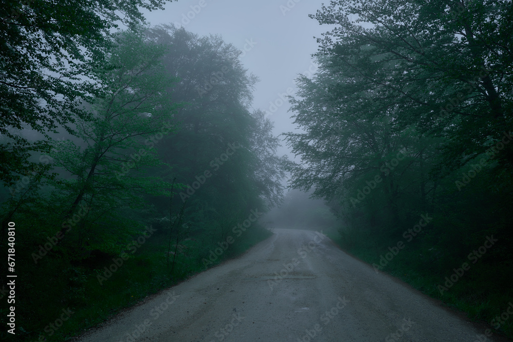 Fototapeta premium Forest path in the fog, spooky path