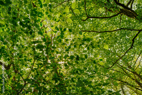 View of tree leaves from below