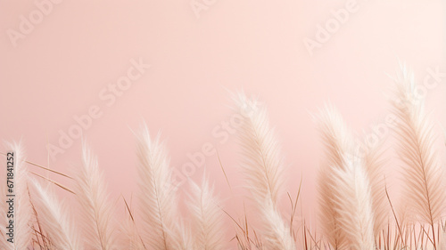 wheat ears on the white background © Daniel