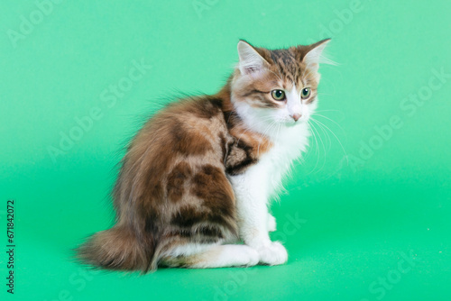 three color Kuril bobtail kitten close up photo on green background. High quality photo