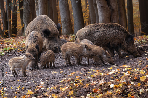 Keiler mit Bache und Frischlingen