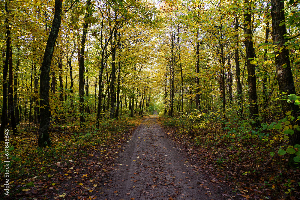 path in the forest path in the forest