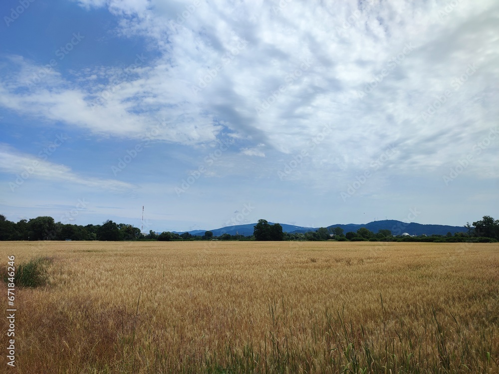 Obraz premium wheat field under blue sky