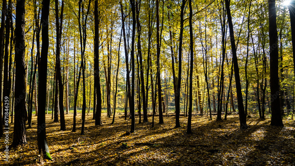 Fototapeta premium autumn in the forest