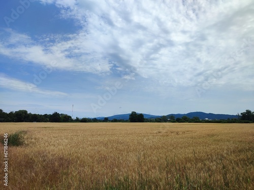 wheat field under blue sky