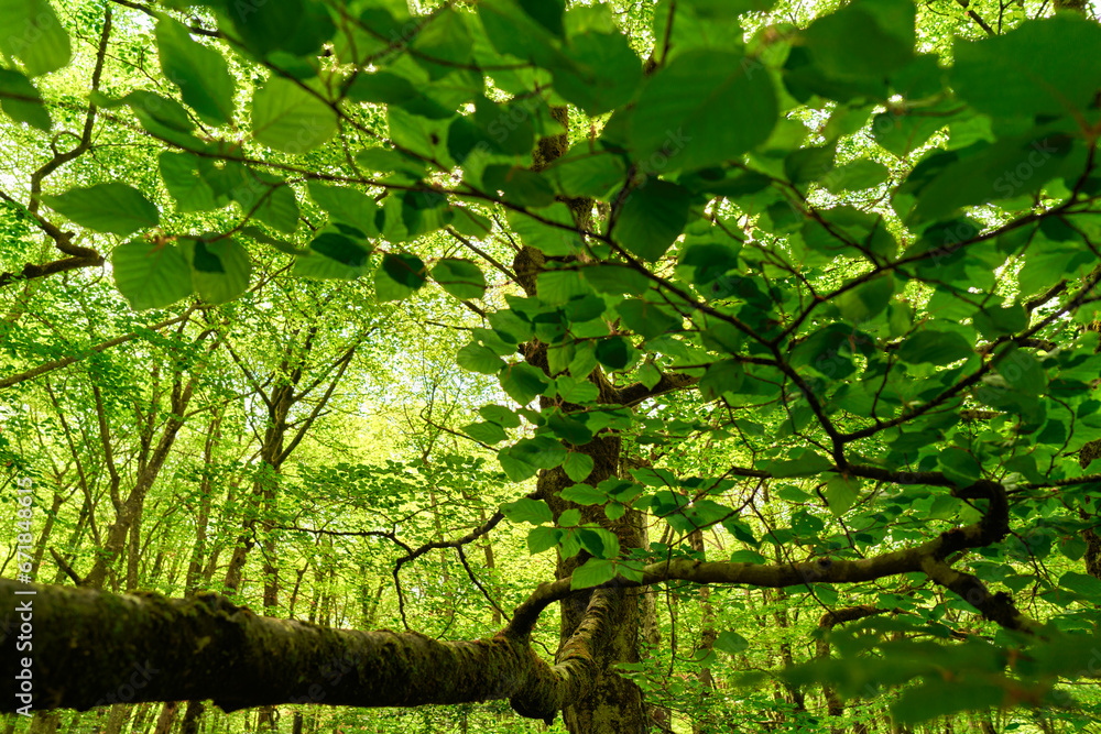 Fototapeta premium Tree branch with green leaves, view from below
