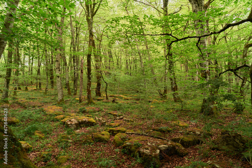 Fototapeta premium In the middle of the forest