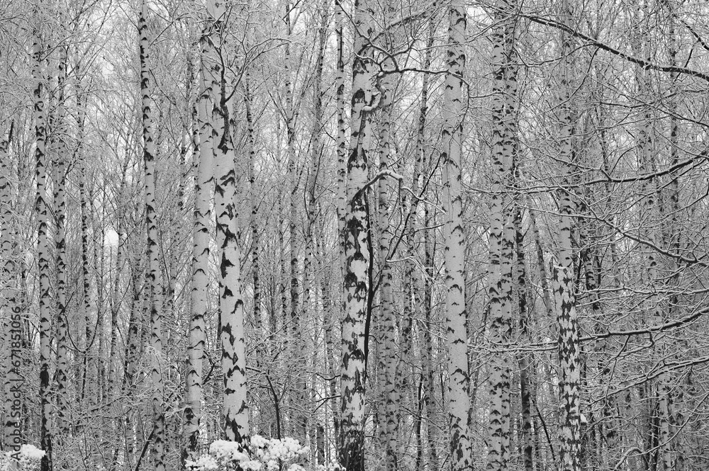 Obraz premium Black and white birch trees with birch bark